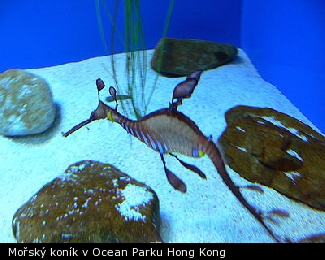 Mořský koník v Ocean Parku Hong Kong